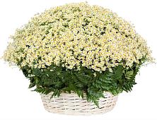 Цветочная композиция из Ромашки в корзине #REPLACE_PRED# Рыбное 